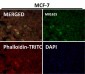 Anti-SNAP25 Rabbit Monoclonal Antibody
